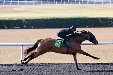 Hip 688 works 1/8 in 9.3, OBS March Sale, 2026