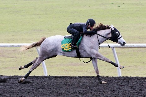 Hip 595, consignor Jesse Aviles and Rylee Thomas, J& Thoroughbreds, 2026 OBS March Sale