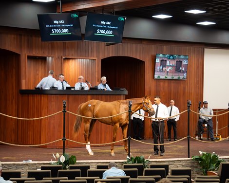 The Drain the Clock colt in the ring at the OBS March Sale
