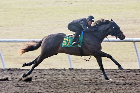 Hip 57, a colt by Army Mule, works a furlong in :09 4/5 at the under-tack show for the OBS March Sale