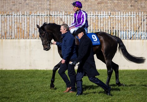 Albert Einstein and Ryan Moore accompanied by Pat Keating and Aidan O’Brien onto the track before the Gladness Stakes.<br>
The Curragh. Photo: Patrick McCann/Racing Post 28.03.2026