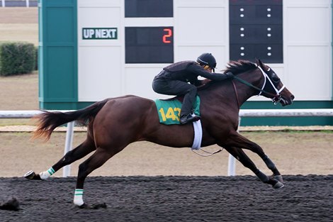 Hip 143, a colt by Practical Joke, works a furlong in :09 4/5 at the under-tack show for the OBS March Sale