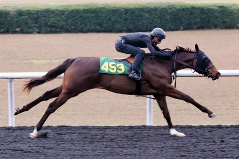 Hip 453 works 1/4 in 20.2, 2026 OBS March Sale