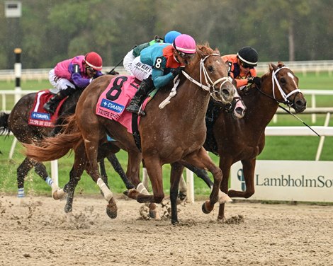 The Puma wins the 2026 Tampa Bay Derby at Tampa Bay Downs