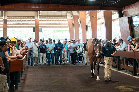 Hip 1056, 2026 OBS Spring 2YO in Training Sale