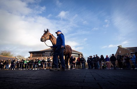 Ghaiyyath at Kildangan Stud ITM Stallion Trail. Photo: Patrick McCann/Racing Post 13.01.2023