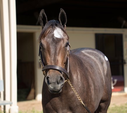Hip 1112, 2026 OBS Spring Two-Year-Olds in Training Sale