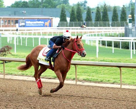 The Puma - Gallop - CD - 042626