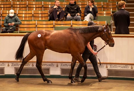Lot 82 St Mark's Basilica (FR) / Layaleena (IRE) B.C. (IRE)    Grangeclare, Ireland    Amo Racing    750,000<br>
Tattersalls Craven Breeze Up 15/04/2025