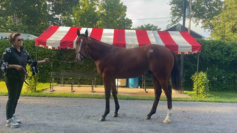 Marette Farrell with Potente as a yearling at the 2024 Fasig-Tipton Saratoga Sale