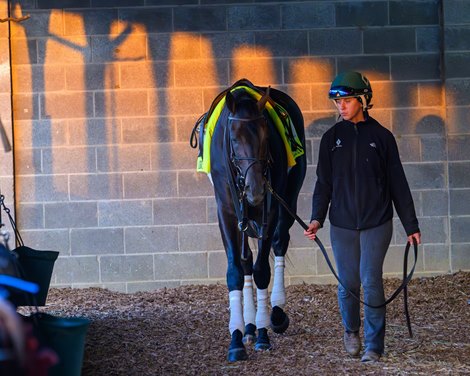 Sofia Thompson leading Albus in the Riley Mott Barn<br>
Training at Churchill Downs on April 23, 2026.