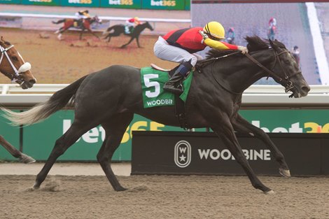 Jockey Rafael Hernandez guides Casson to victory in the $100,000 King Corrie Stakes for owner Manfred and Penny Conrad and trainer Mark Casse. Woodbine/Michael Burns Photo
