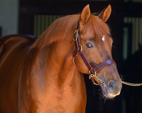 Gun Runner, sire of Kentucky Oaks (G1) winner Always a Runner, at Three Chimeys Farm near Midway, Ky.