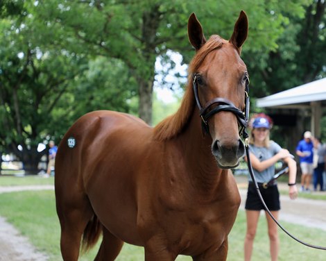 Hip 135, 2026 Fasig-Tipton July Sale of Selected Yearlings and HORA Sale