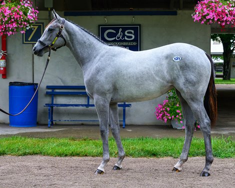 Hip 121 , a filly by Arcangelo out of Morea, standing at the C&S Thoroughbred Sales consignment. <br>
Look Ahead feature photos for the Fasig-Tipton Kentucky Yearling and HORA July sale at Fasig-Tipton near Lexington, Ky., on July 11, 2026.