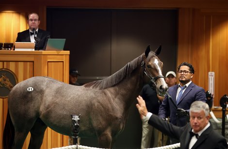 Hip 91, 2026 Saratoga Select Yearling Sale