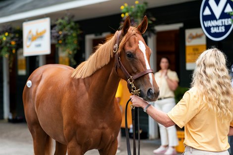 Scene, 2026 Fasig-Tipton Saratoga Sale