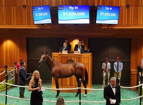 Hip 54, 2026 Saratoga Select Yearling Sale