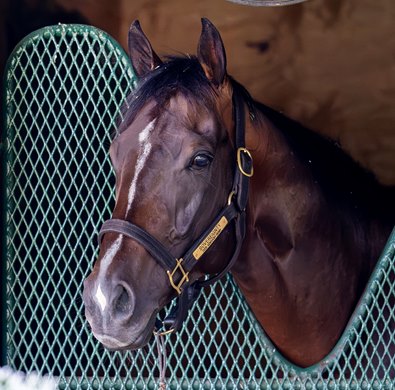 Sovereignty enjoys some quiet the day after he won The Whitney Stakes at the Mott training barn at the Oklahoma Training Center adjacent tot the Saratoga Race Course Sunday  Aug.9, 2026 in Saratoga Springs, N.Y. Photo by Skip Dickstein