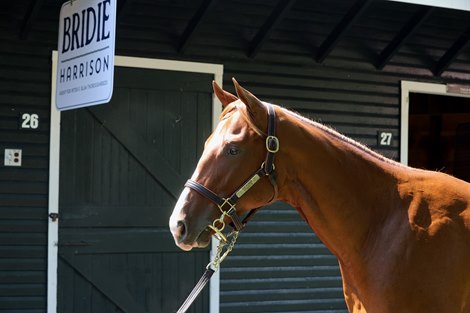 Hip 194, 2026 Saratoga Select Yearling Sale