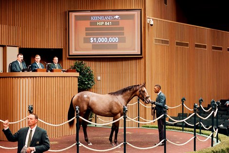 Hip 841, 2026 Keeneland September Sale