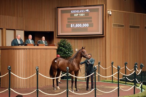 Hip 1001, 2026 Keeneland September Sale