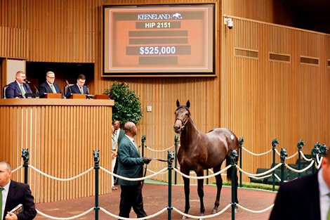 Hip 2151, 2026 Keeneland September Sale