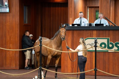 2026 OBS October Sale, Hip 311