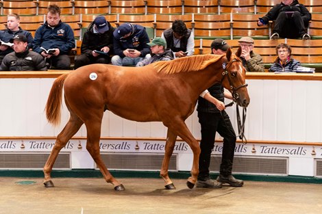 Lot 276 Night of Thunder (IRE) / Sweety Dream (FR) Ch.C. (GB) New England StudAce Stud1,600,000 Tattersalls Book 1 07/10/2026