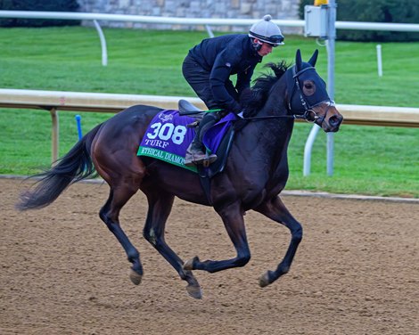 Ethical Diamond Breeders’ Cup contenders and training scenes at Keeneland in Lexington, Ky., on Oct. 28, 2026.