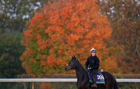 Ethical Diamond warms up on the main track at Keeneland racecourse in Lexington 27.10.26 Pic: Edward Whitaker